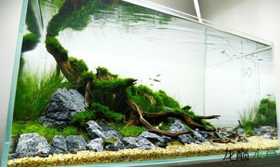 大魚缸改造成水草缸怎么辦：如何將大魚缸改造成水草缸，魚缸變身水草缸，改造指南與