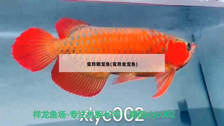 變異銀龍魚(變異金龍魚)龍魚的奇跡，變異銀龍魚