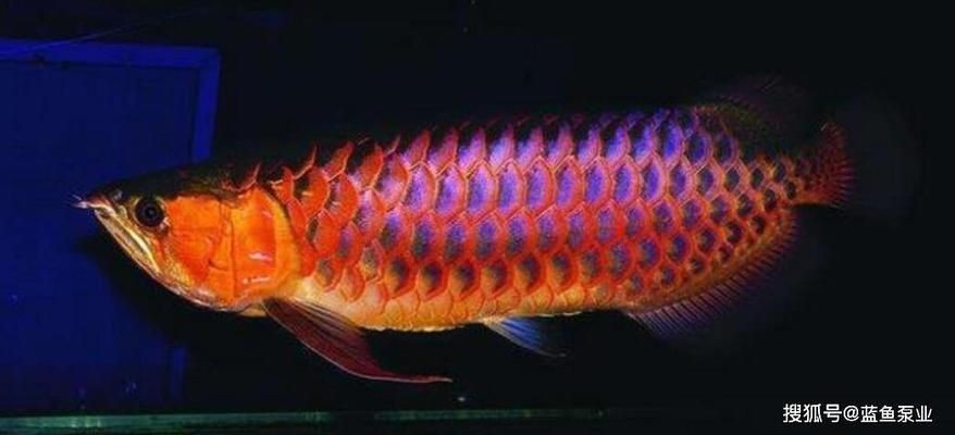 金龍魚和銀龍魚哪個厲害，金龍魚和銀龍魚哪個“厲害”？龍魚與銀龍魚，誰更