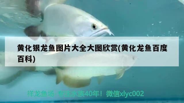 黃化銀龍魚圖片大全大圖欣賞(黃化龍魚百度百科)化銀龍魚，百度百科中的高清圖片