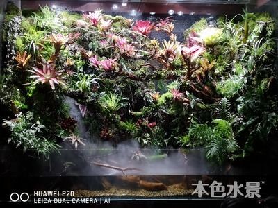 大型熱帶魚缸造景：如何打造熱帶魚生態(tài)魚缸造景，熱帶魚生態(tài)魚缸，大型熱帶魚缸造