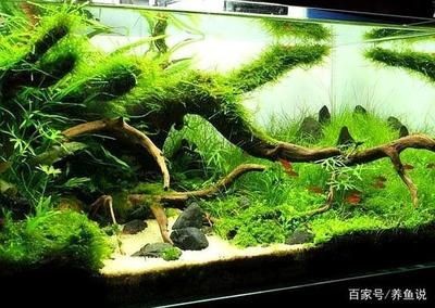 大型熱帶魚缸造景：如何打造熱帶魚生態(tài)魚缸造景，熱帶魚生態(tài)魚缸，大型熱帶魚缸造