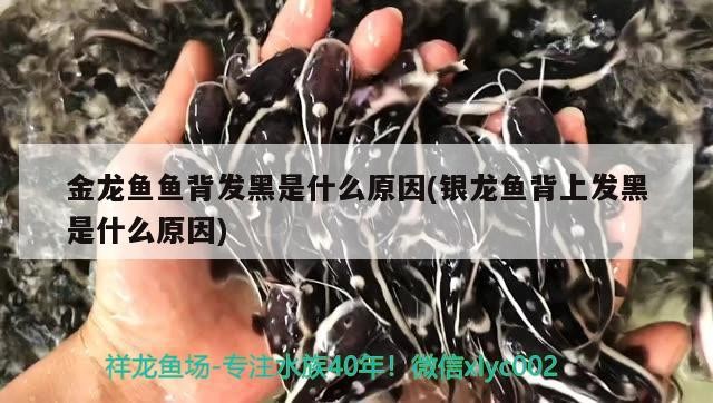 金龍魚魚背發黑是什么原因(銀龍魚背上發黑是什么原因)金龍魚與銀龍魚背部發