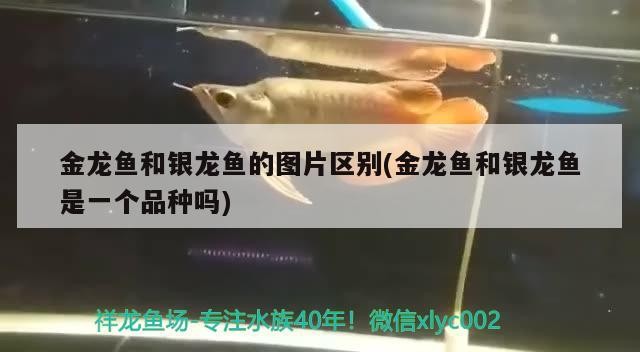 金龍魚和銀龍魚的圖片區別(金龍魚和銀龍魚是一個品種嗎)龍魚與銀龍魚，品種辨識