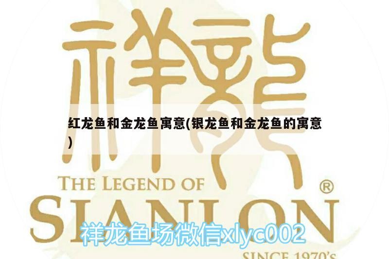 紅龍魚和金龍魚寓意(銀龍魚和金龍魚的寓意)龍魚與金龍魚，探索兩種風水魚的吉祥寓意