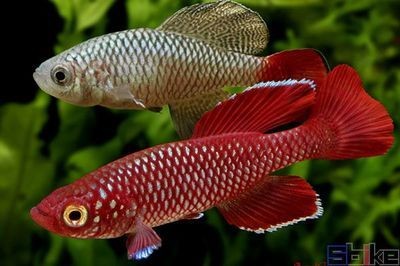 便宜的異型魚缸：尋找便宜的異型魚缸時，您可以通過多種途徑獲取所需信息，經濟實惠的異型魚缸，多渠道