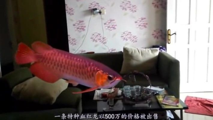 出售二手魚缸多少錢一臺：二手魚缸出售價格，魚缸價格一覽，精明買家的選購指南