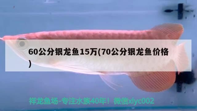 60公分銀龍魚15萬(70公分銀龍魚價格)龍魚價格行情，60公分與70公分銀龍