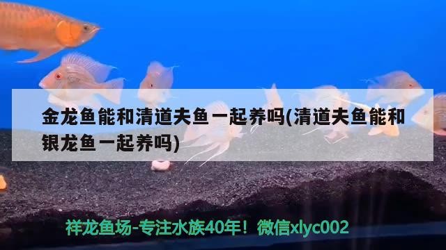 金龍魚能和清道夫魚一起養嗎(清道夫魚能和銀龍魚一起養嗎)龍魚與清道夫魚共養指南，銀龍魚能否