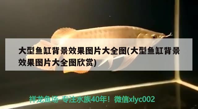 大型魚缸背景效果圖片大全圖(大型魚缸背景效果圖片大全圖欣賞)魚缸背景效果圖片大全