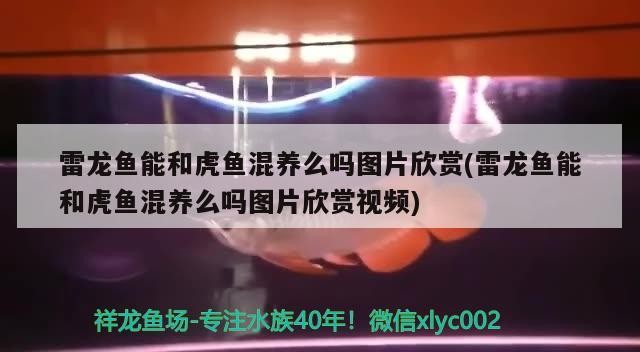 海里面的龍魚有哪些品種及種，海里面的龍魚有哪些品種，海洋深處，揭秘海龍魚的神秘