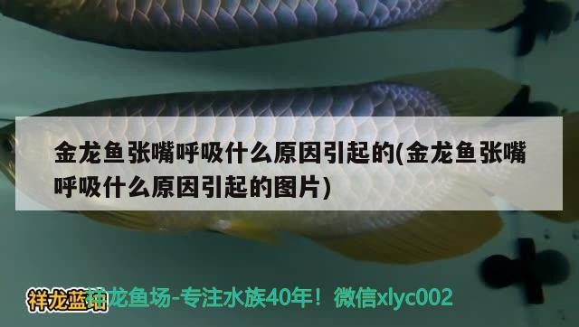 海里面的龍魚有哪些品種及種，海里面的龍魚有哪些品種，海洋深處，揭秘海龍魚的神秘