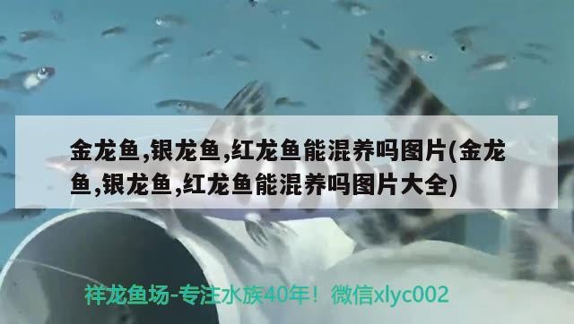 金龍魚,銀龍魚,紅龍魚能混養(yǎng)嗎圖片(金龍魚,銀龍魚,紅龍魚能混養(yǎng)嗎圖片大全)龍魚、銀龍魚與紅龍魚混養(yǎng)指南，