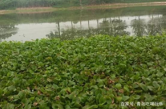魚缸黃水的原因和處理方法圖解大全視頻(魚缸黃水怎么變<strong><mark>清水</mark></strong>)圖解大全視頻，揭秘魚缸黃水變<strong><mark>清水</mark></strong>的神奇方法