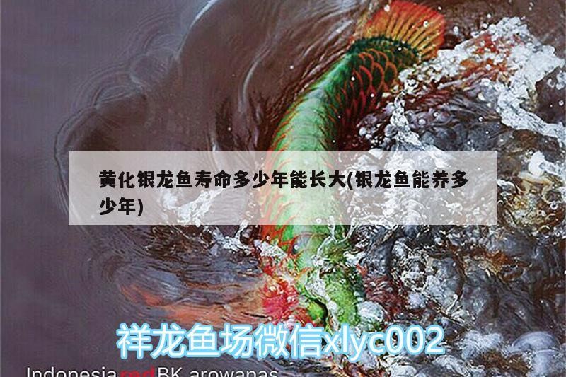 黃化銀龍魚壽命多少年能長大(銀龍魚能養多少年)龍魚的長壽之謎，探索黃化品種的壽命與成長