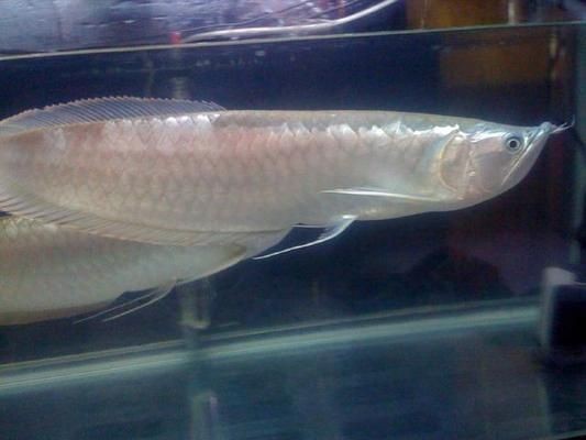 什么龍魚性價比高一點，如何選擇性價比高的龍魚品種，性價比之選，龍魚品種與選購
