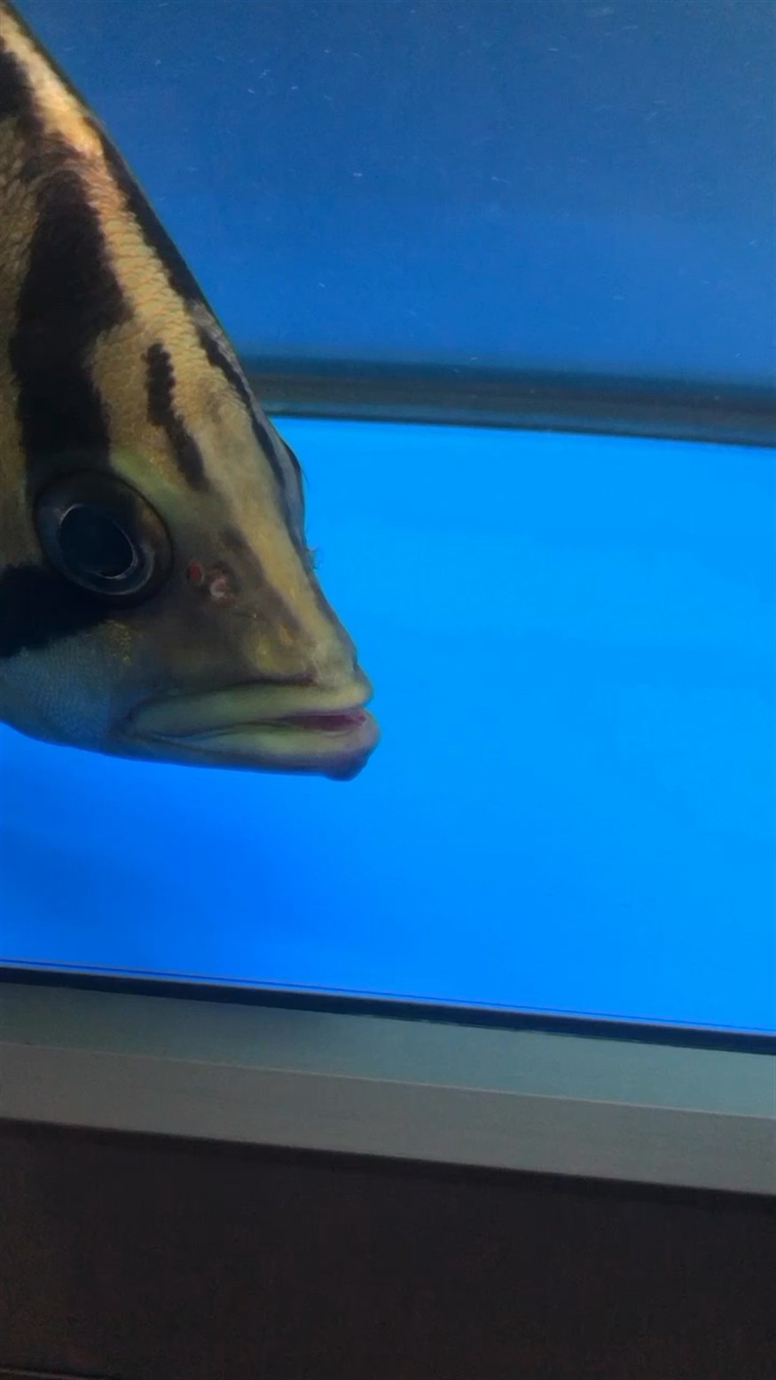虎魚嘴里長(zhǎng)了肉瘤一樣的東西，魚口腔異常，發(fā)現(xiàn)肉瘤狀異物
