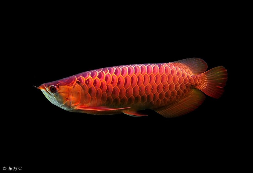 金龍魚壽命多少年:金龍魚和虎魚哪個好，龍魚與虎魚，壽命對比及