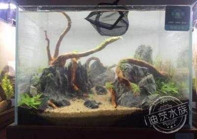 1.2米40的魚缸：1.2米，2米40的魚缸，探索家庭水族箱的