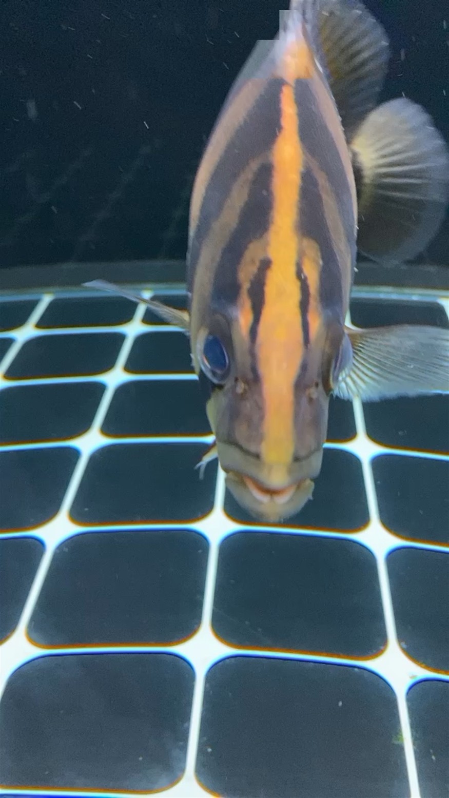 虎魚嘴巴問題，魚嘴巴問題，探究