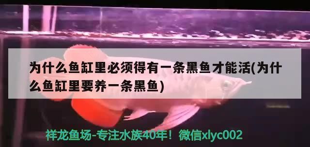 為什么魚缸里必須得有一條黑魚才能活(為什么魚缸里要養一條黑魚)為什么魚缸中必須養一條黑魚