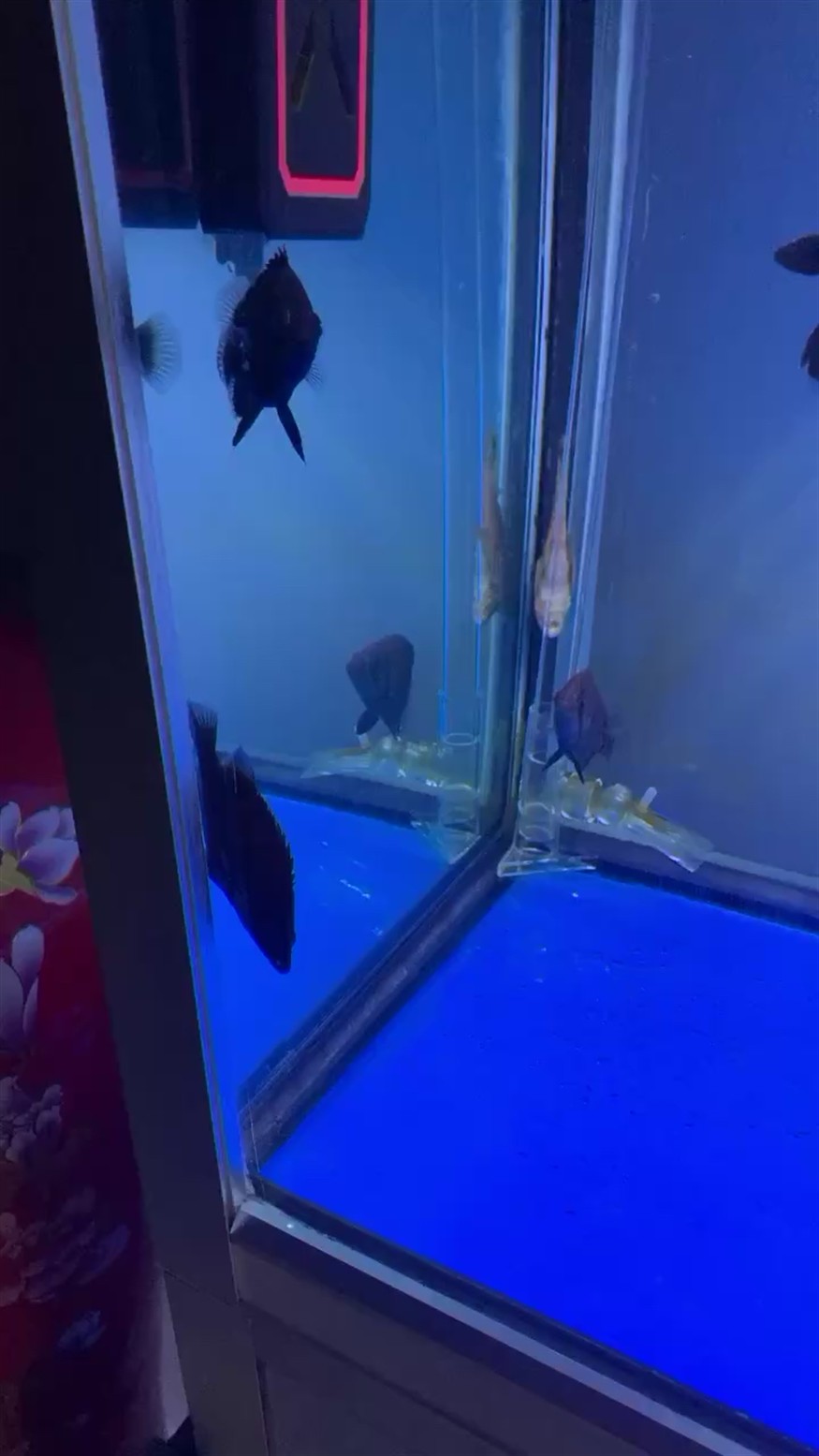 虎魚一直黑煤球，魚顏色異常，黑煤球現(xiàn)象的