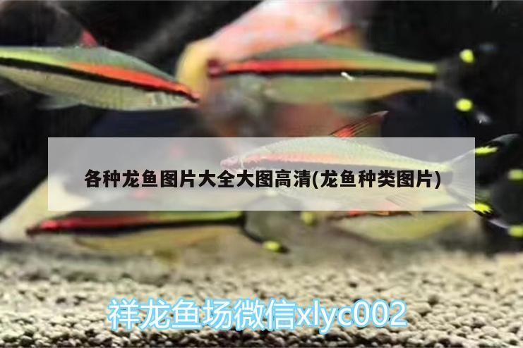 虎魚一直黑煤球，魚顏色異常，黑煤球現(xiàn)象的