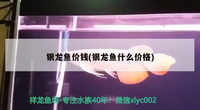 銀龍魚價錢(銀龍魚什么價格)龍魚市場行情分析，價格波動與