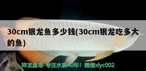 30cm銀龍魚多少錢(30cm銀龍吃多大的魚)0cm銀龍魚價格及喂食指南