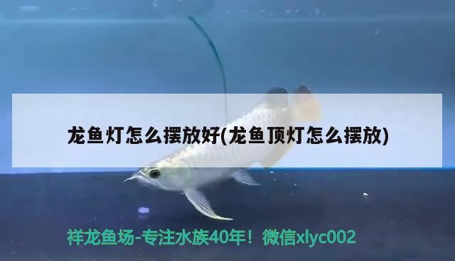南京彩蝶魚缸專賣店電話號碼(彩蝶魚缸廠家地址在哪)彩蝶魚缸專賣店聯(lián)系方式及廠家地址一覽