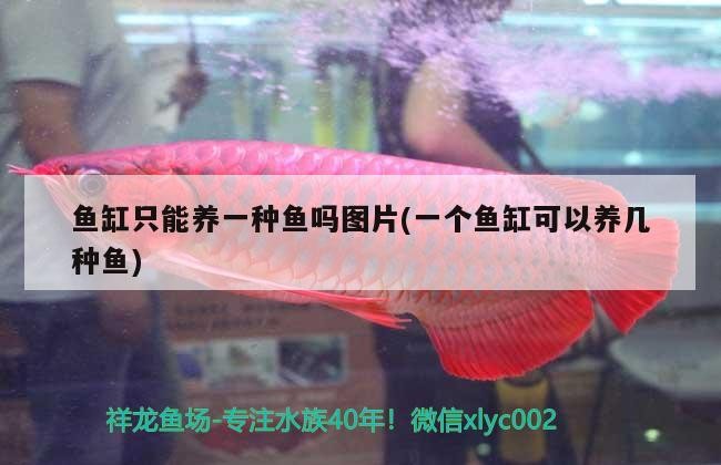 魚缸只能養一種魚嗎圖片(一個魚缸可以養幾種魚)魚缸養魚多樣性，揭秘不同魚類的