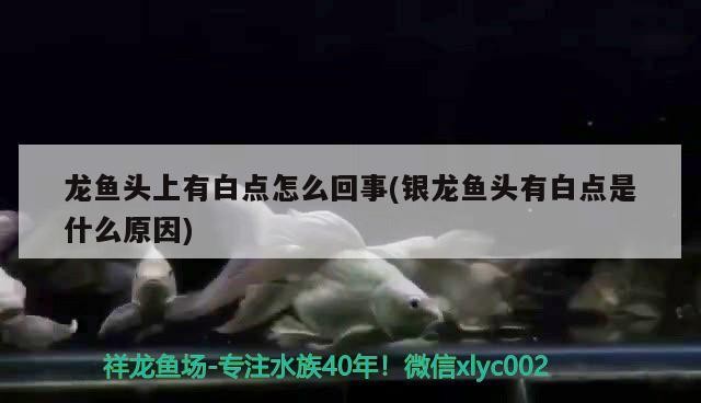 龍魚頭上有白點(diǎn)怎么回事(銀龍魚頭有白點(diǎn)是什么原因)魚頭部白點(diǎn)之謎，銀龍魚頭白點(diǎn)的原因解析