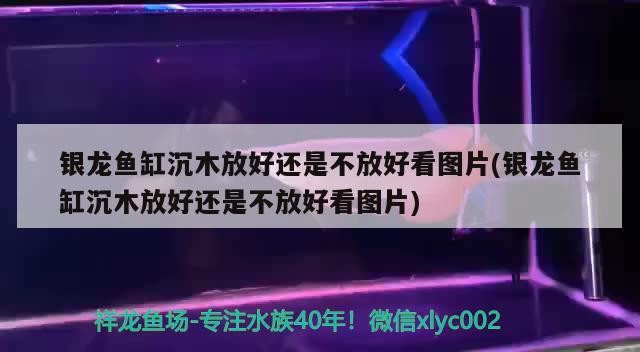 銀龍魚缸沉木放好還是不放好看圖片(銀龍魚缸沉木放好還是不放好看圖片)龍魚缸沉木放置的藝術，美觀與