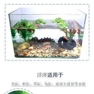 肚兜浮萍在魚缸里如何養(yǎng)：肚兜浮萍在魚缸中養(yǎng)殖的幾個關(guān)鍵，養(yǎng)殖肚兜浮萍，關(guān)鍵步驟與