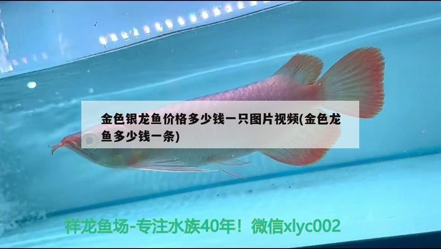 金色銀龍魚價格多少錢一只圖片視頻(金色龍魚多少錢一條)銀龍魚價格及圖片視頻指南，探索市場上的珍稀品種