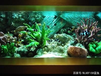 打造魚缸生態(tài)圈的方法有哪些：如何打造一個(gè)生態(tài)魚缸生態(tài)圈，生態(tài)魚缸打造，構(gòu)建完美水族生態(tài)系統(tǒng)