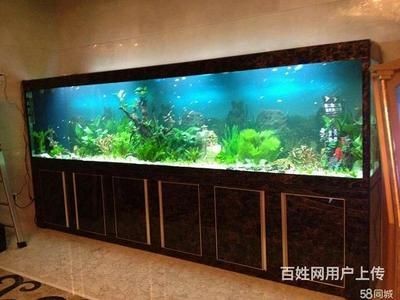 打造魚缸生態(tài)圈的方法有哪些：如何打造一個(gè)生態(tài)魚缸生態(tài)圈，生態(tài)魚缸打造，構(gòu)建完美水族生態(tài)系統(tǒng)