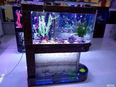 打造魚缸生態(tài)圈的方法有哪些：如何打造一個(gè)生態(tài)魚缸生態(tài)圈，生態(tài)魚缸打造，構(gòu)建完美水族生態(tài)系統(tǒng)