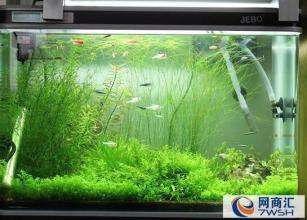 都江堰市迪順水族館(都江堰市迪順水族館電話)江堰市迪順水族館,探索神秘的水下世界,體驗自然 全國水族館企業名錄 第1張 都江堰市迪順水族館(都江堰市迪順水族館電話)江堰市迪順水族館,探索神秘的水下世界,體驗自然 都江堰市迪順水族館(都江堰市迪順水族館電話)江堰市迪順水族館,探索神秘的水下世界,體驗自然 全國水族館企業名錄 第1張