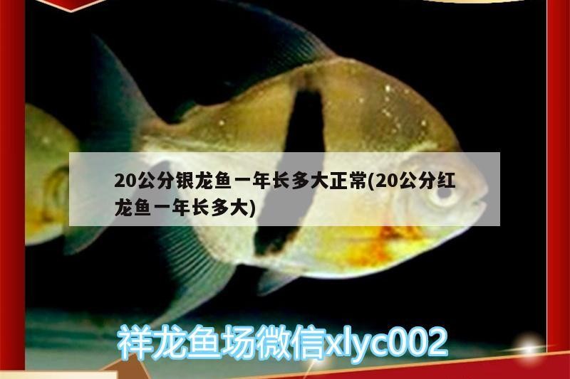20公分銀龍魚一年長多大正常(20公分紅龍魚一年長多大)0公分紅龍魚一年生長正常范圍