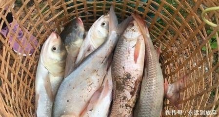 不能送魚(yú)缸什么意思呢：風(fēng)水魚(yú)缸送人的注意事項(xiàng)破損的魚(yú)缸不宜送人，否則會(huì)影響財(cái)運(yùn)，禁忌，送魚(yú)缸時(shí)需注意的事項(xiàng)，破損魚(yú)缸不宜贈(zèng)