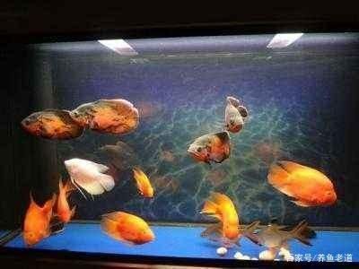 1米2的魚缸養幾條魚合適，米2魚缸養魚數量指南，如何根據空間選擇合適魚類 1米2的魚缸養幾條魚合適，米2魚缸養魚數量指南，如何根據空間選擇合適魚類 魚缸百科 第3張
