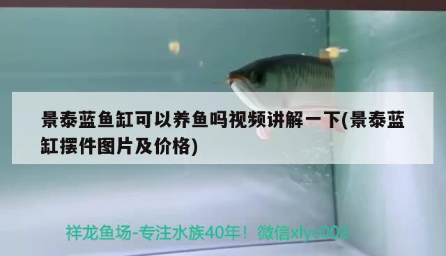 景泰藍(lán)魚缸可以養(yǎng)魚嗎視頻講解一下(景泰藍(lán)缸擺件圖片及價(jià)格)泰藍(lán)魚缸養(yǎng)魚指南，視頻教程與圖片展示及價(jià)格 景泰藍(lán)魚缸可以養(yǎng)魚嗎視頻講解一下(景泰藍(lán)缸擺件圖片及價(jià)格)泰藍(lán)魚缸養(yǎng)魚指南，視頻教程與圖片展示及價(jià)格 銀龍魚百科
