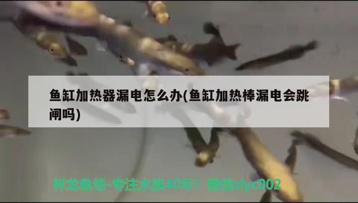 魚缸加熱器漏電怎么辦(魚缸加熱棒漏電會跳閘嗎)加熱器漏電應對指南，安全措施與