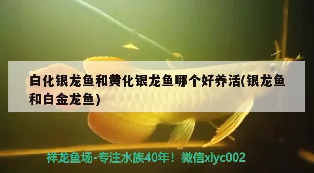 80魚缸山水造景圖片（經典魚缸山石造景圖）0張經典魚缸山水造景圖，自然之美在玻璃世界
