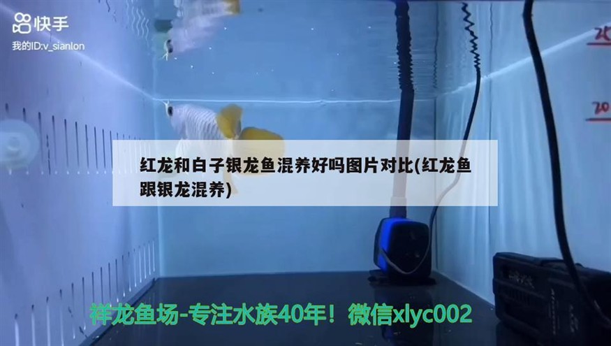 紅龍和白子銀龍魚混養好嗎圖片對比(紅龍魚跟銀龍混養)養紅龍與白子銀龍，對比分析與最佳實踐