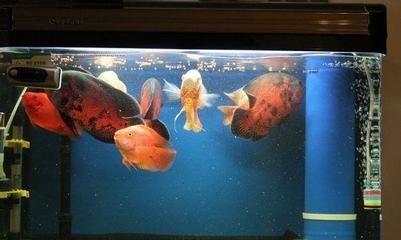 大大的魚缸里有幾條金魚在游動把畫面寫具體：金魚們在魚缸里自由自由自在地游動，魚在自由游動的魚缸中，生動描繪金魚自在