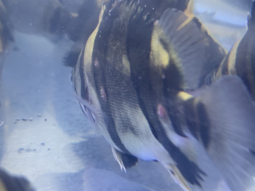 分享一下虎魚紅斑癥的治療吧 希望有用，魚紅斑癥治療指南，有效方法與