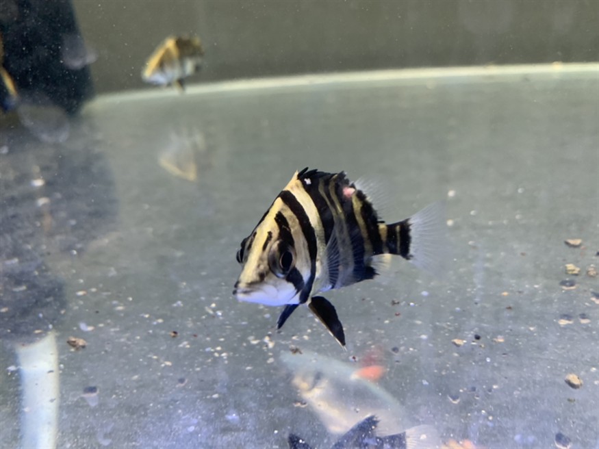 分享一下虎魚紅斑癥的治療吧 希望有用，魚紅斑癥治療指南，有效方法與