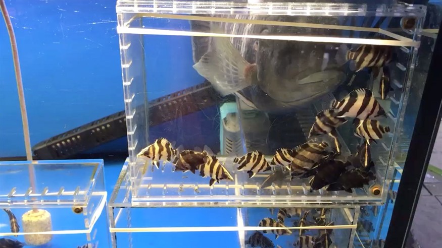 花地灣瞎轉(zhuǎn)悠之虎魚，地灣探險(xiǎn)，虎魚的神秘魅力